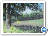 Fence Row